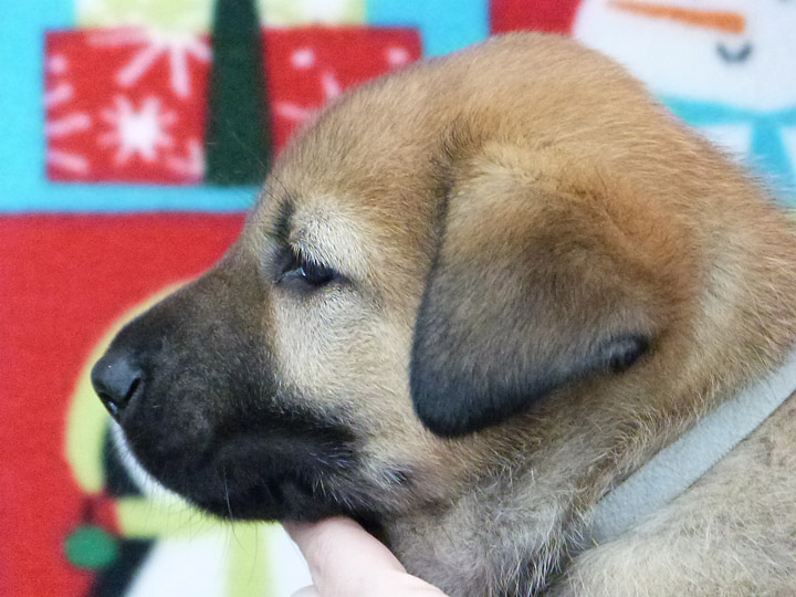 chinook puppy